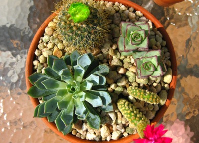 Types of outdoor terrarium plants.