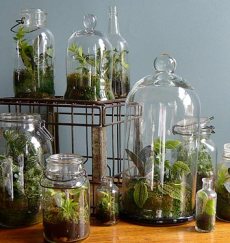 Varieties of glass terrarium containers.